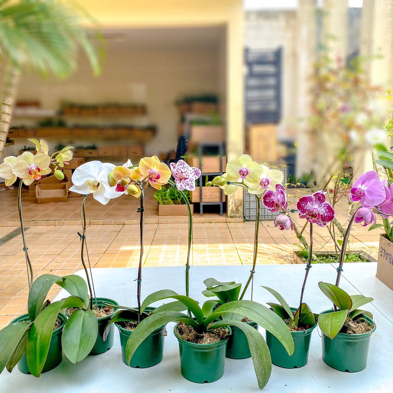 Problemas Comuns em Orquídeas e Como Resolvê-los: Um Guia Prático