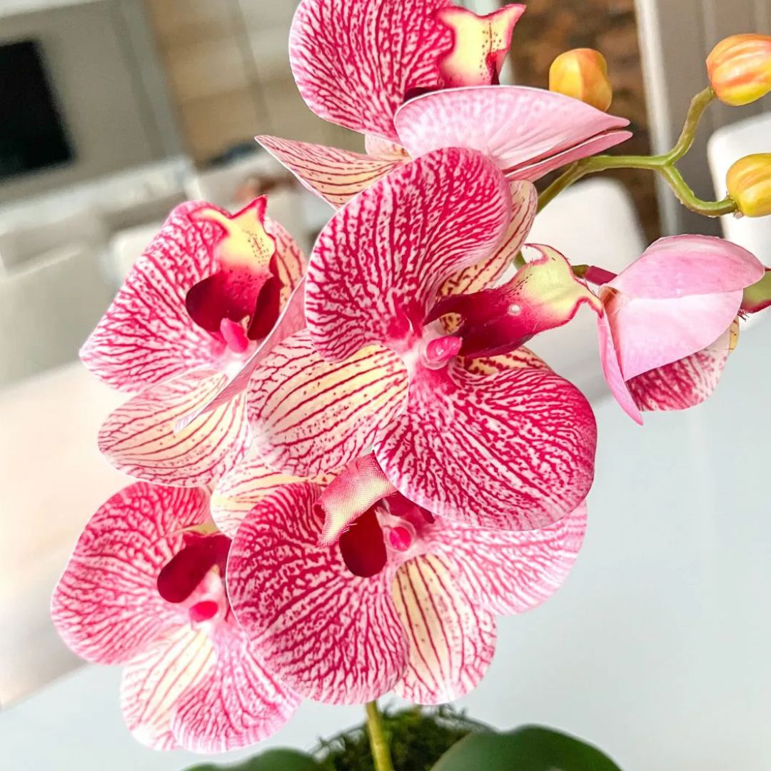 Montando um Orquidário em Casa: Dicas Essenciais para Iniciantes