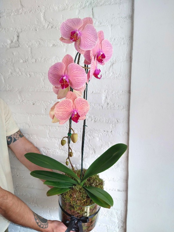 orquídeas orquídeas