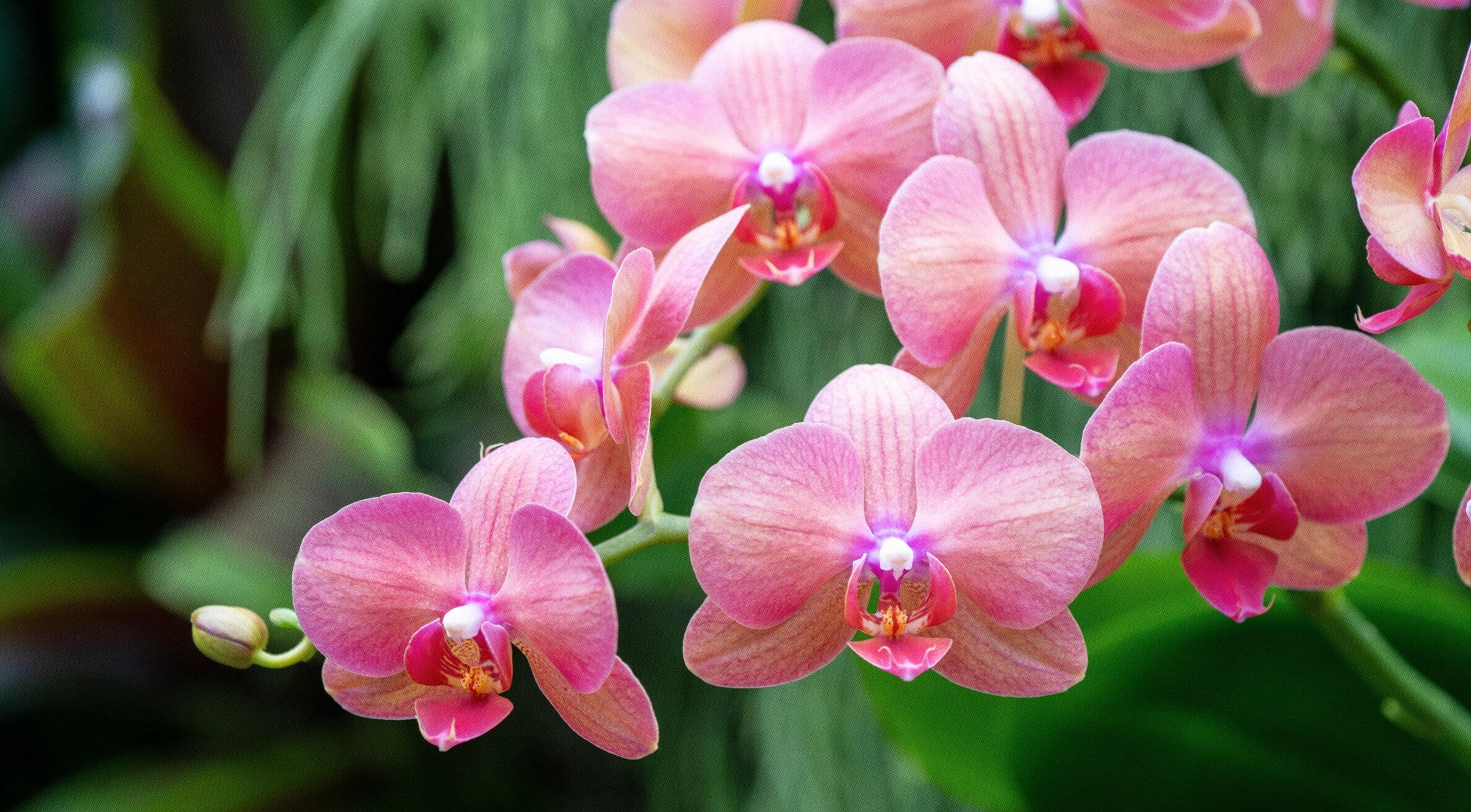 Adubação de Orquídeas: Os Melhores Produtos e Frequência Ideal