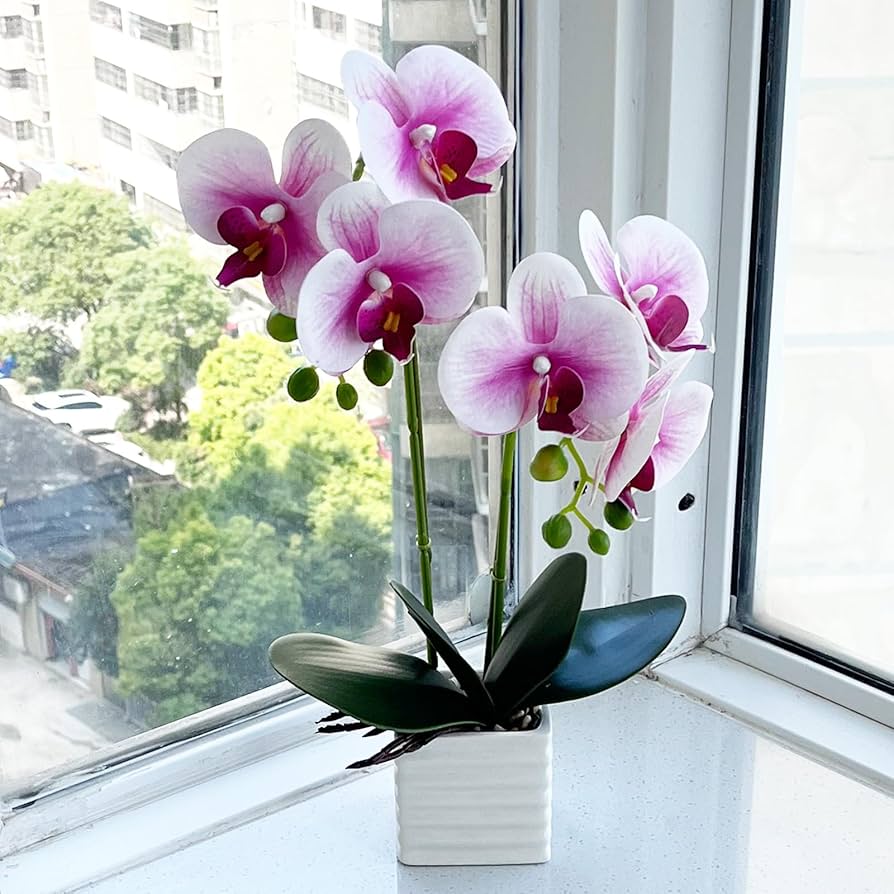 orquídeas para comprar