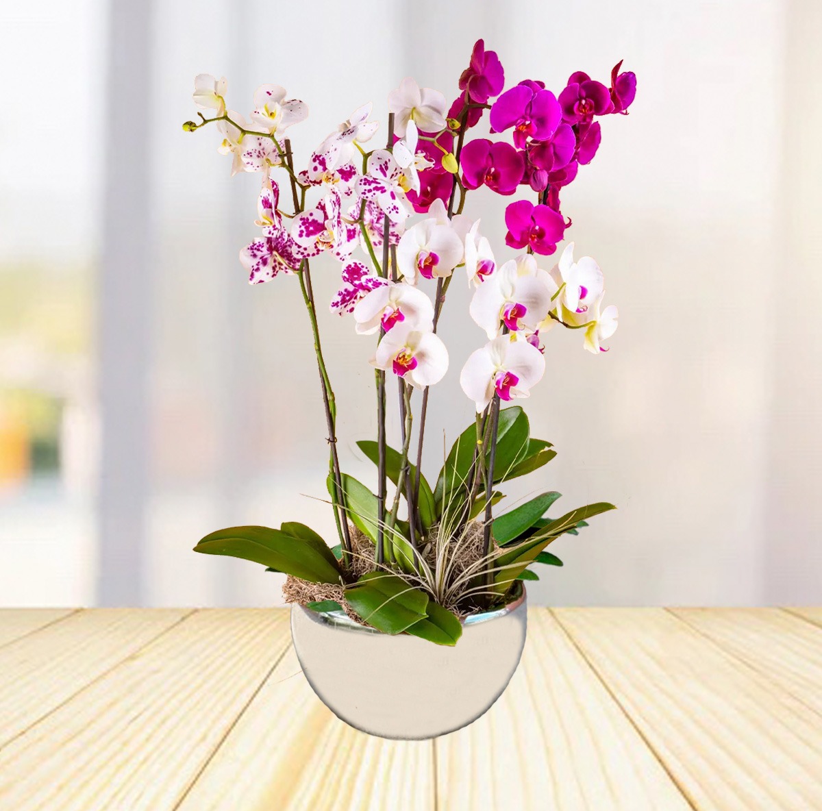 Guia Completo de Cuidados com Orquídeas Phalaenopsis para Iniciantes