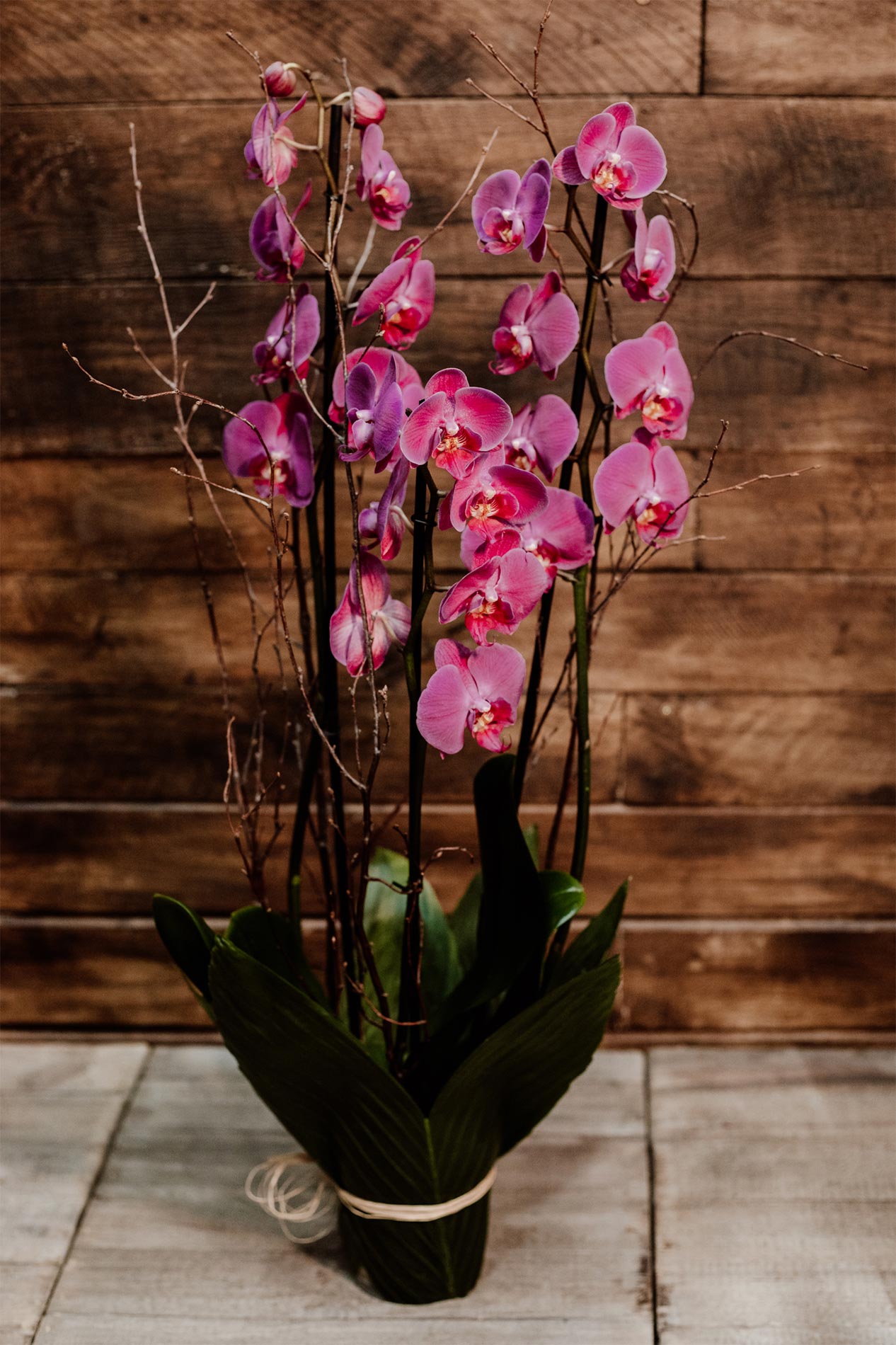 As 5 Orquídeas Raras Mais Procuradas por Colecionadores no Brasil