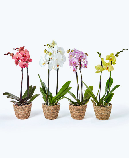 orquídeas para comprar