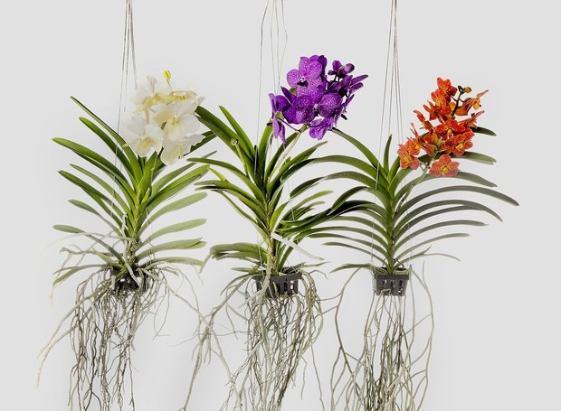 orquídeas sem terra