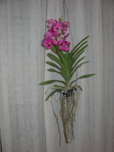 Guia Completo: Como Fazer a Transição da Orquídea para o Cultivo Sem Terra