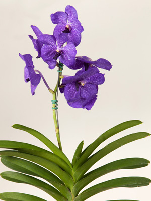 Resolvendo Problemas Comuns no Cultivo de Orquídeas Sem Terra