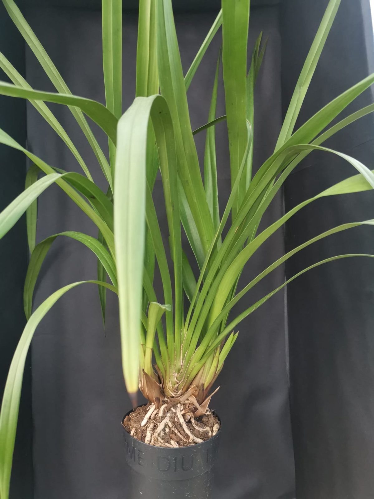 Orquídeas Terrestres vs. Epífitas: Qual a Diferença no Cultivo?