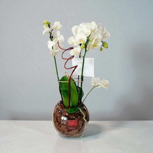 Identificando a Necessidade de Água da Sua Orquídea: Dicas Práticas