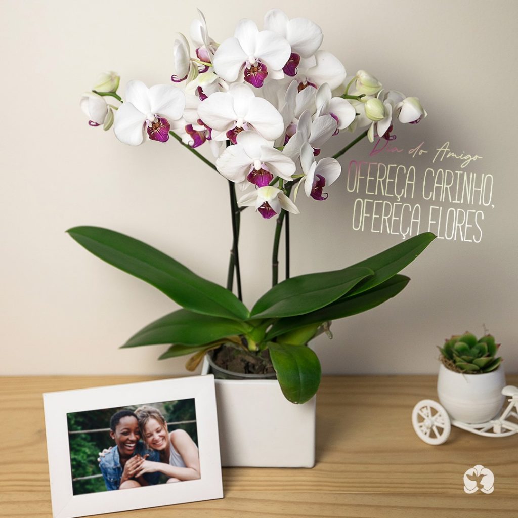 Adubação de Orquídeas: O Segredo para Florescerem