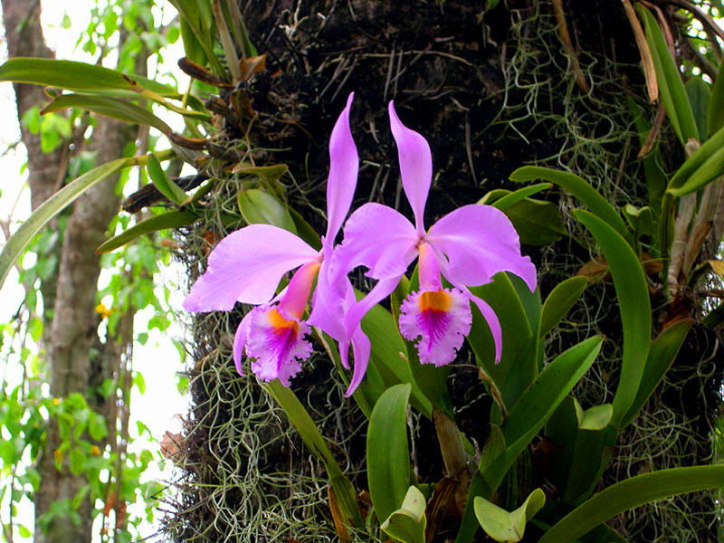 As 5 Espécies de Orquídeas Mais Fáceis para Iniciantes