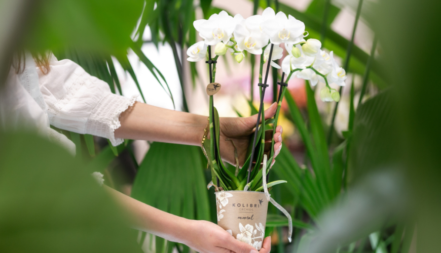 Adubação de Orquídeas: O Segredo para Florescerem