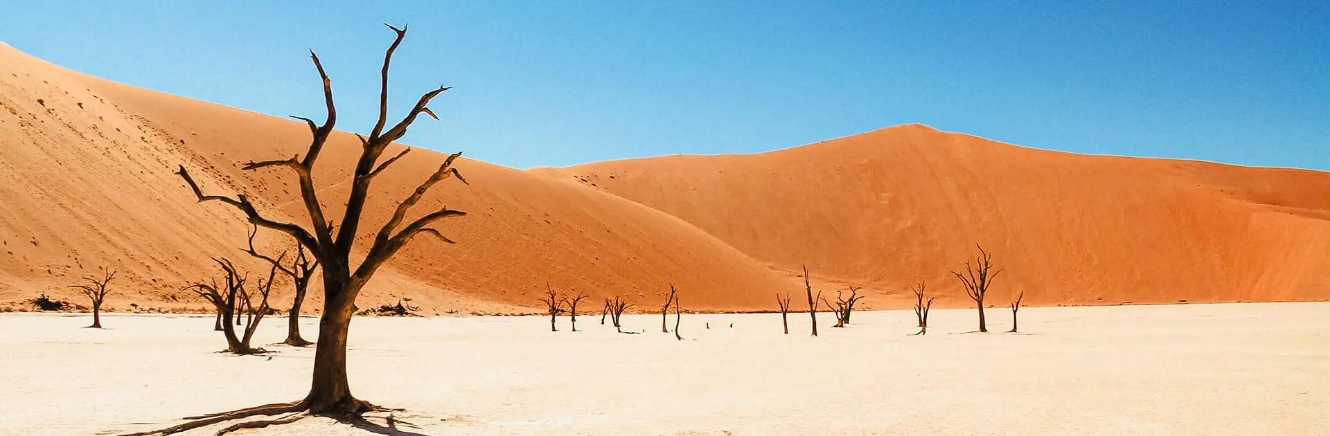 O Fenômeno dos Oásis: Ilhas de Vida no Meio do Deserto