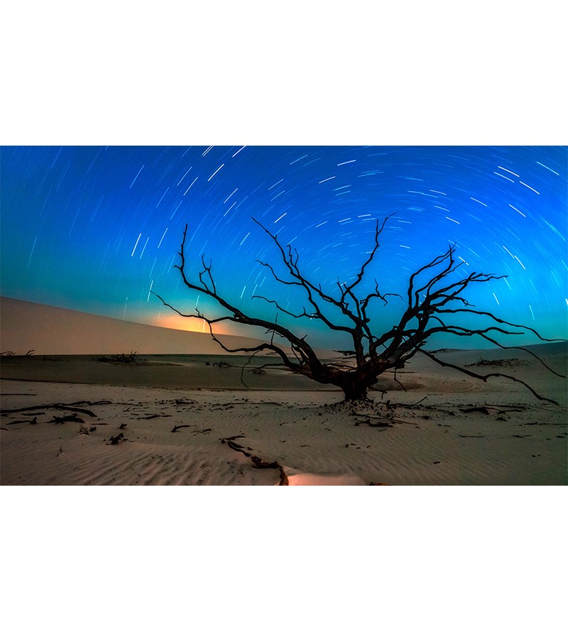 Como a Vida se Adapta à Aridez Extrema dos Desertos