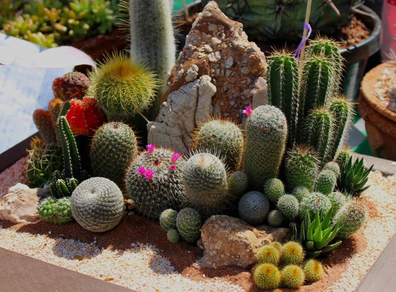 paisagismo para jardim de inverno com cactos e areia colorida