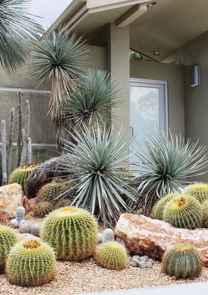 melhor substrato drenagem cactos jardim inverno