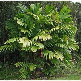 Palmeira Pinanga: Guia Completo de Cultivo e Cuidados