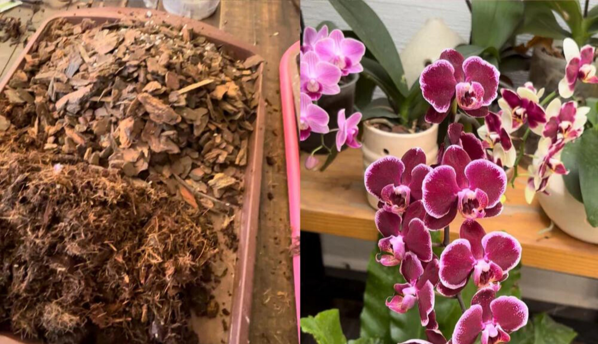 Fertilizantes para Orquídeas: Manutenção vs. Floração (NPK