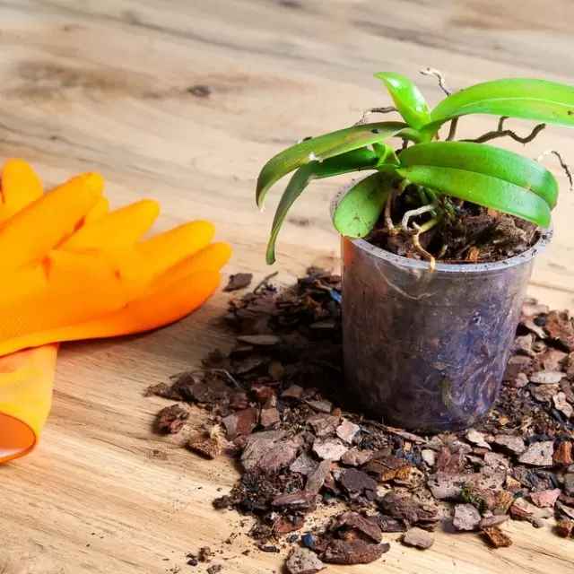 Dicas Essenciais de Rega e Luminosidade para Orquídeas Vibrantes