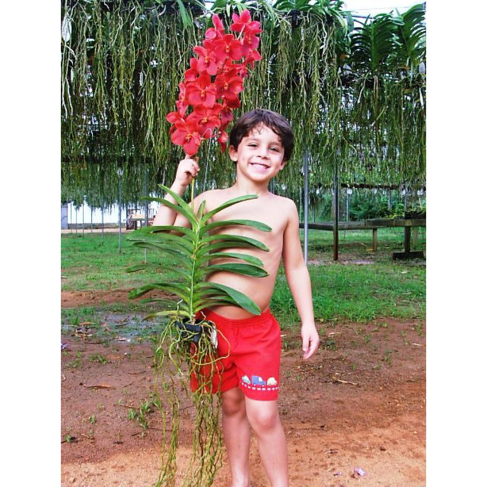 Soluções Orgânicas para Orquídeas: Bokashi e Canela em Pó