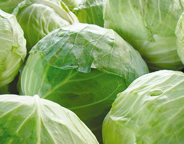 5 ideias de títulos:
1. Repolho: O Superalimento Versátil para Sua Saúde e Cozinha
2. Desvendando os Benefícios do Repolho: Da Digestão à Pele
3. Receitas Incríveis com Repolho: Do Chucrute aos Charutos
4. Repolho Verde vs. Roxo: Qual Escolher e Como Preparar?
5. Evitando Gases e Desconfortos: Dicas para Consumir Repolho