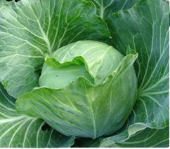 5 ideias de títulos:
1. Repolho: O Superalimento Versátil para Sua Saúde e Cozinha
2. Desvendando os Benefícios do Repolho: Da Digestão à Pele
3. Receitas Incríveis com Repolho: Do Chucrute aos Charutos
4. Repolho Verde vs. Roxo: Qual Escolher e Como Preparar?
5. Evitando Gases e Desconfortos: Dicas para Consumir Repolho