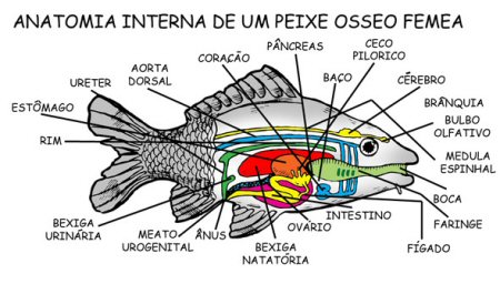 1. Peixes: Um Mergulho na Biologia Aquática
2. Desvendando o Signo de Peixes: Intuição e Emoção
3. Curiosidades Fascinantes sobre os Peixes (Animais)
4. O Amor Segundo o Signo de Peixes: Profundidade e Dedicação
5. Peixes: Da Biologia à Astrologia