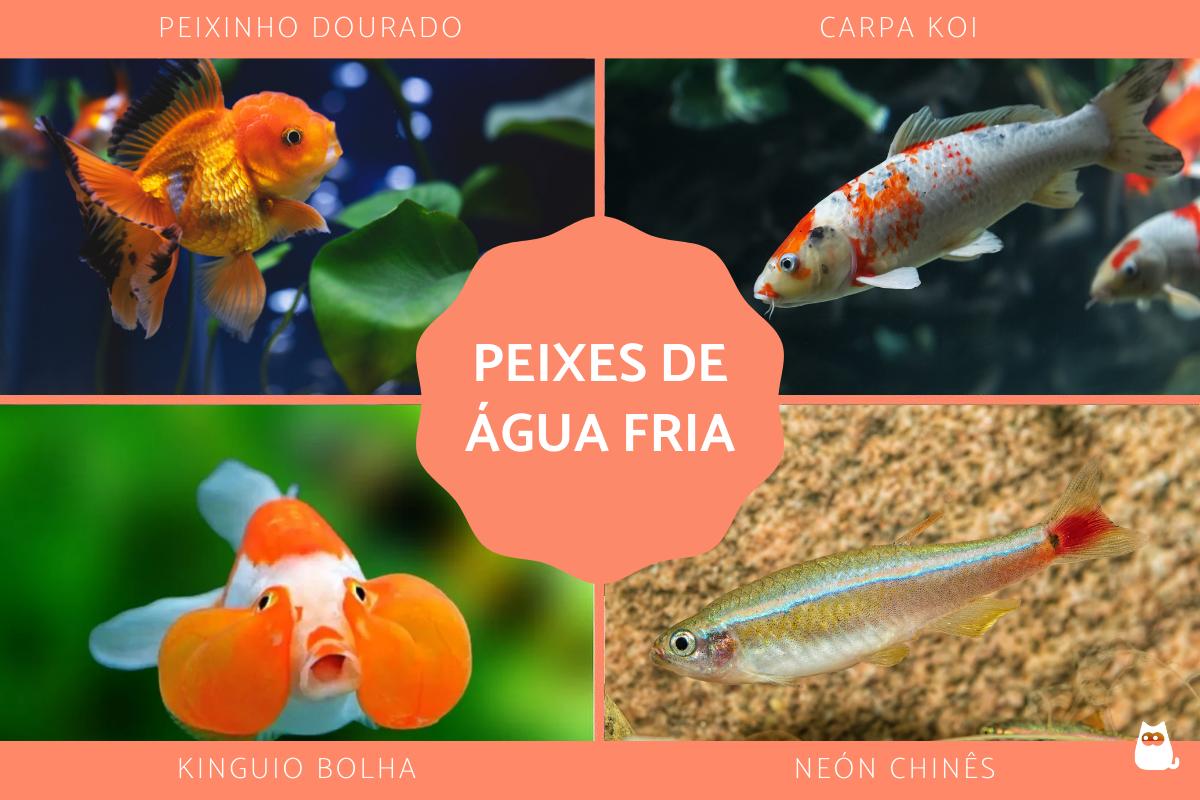 peixes caracteristicas
