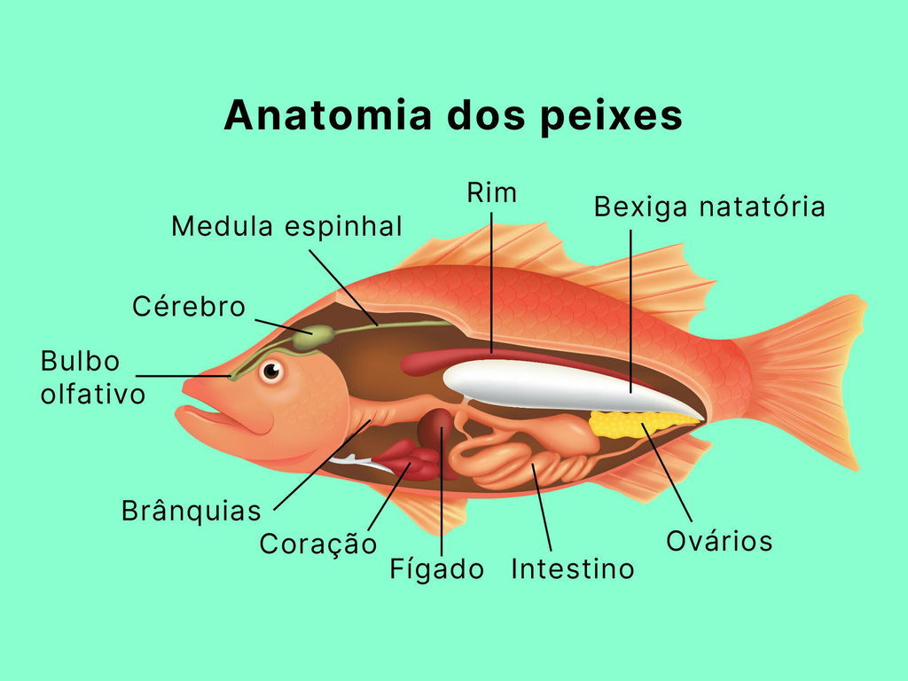 Entenda as Duas Faces