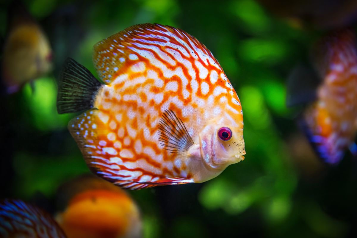 peixes para aquario