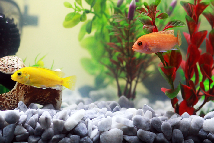 Os 10 Peixes Mais Resistentes para Iniciantes em Aquarismo