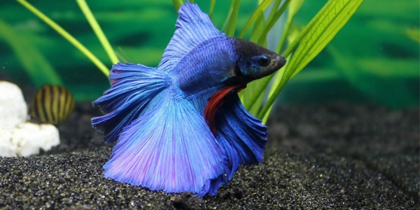 Peixes