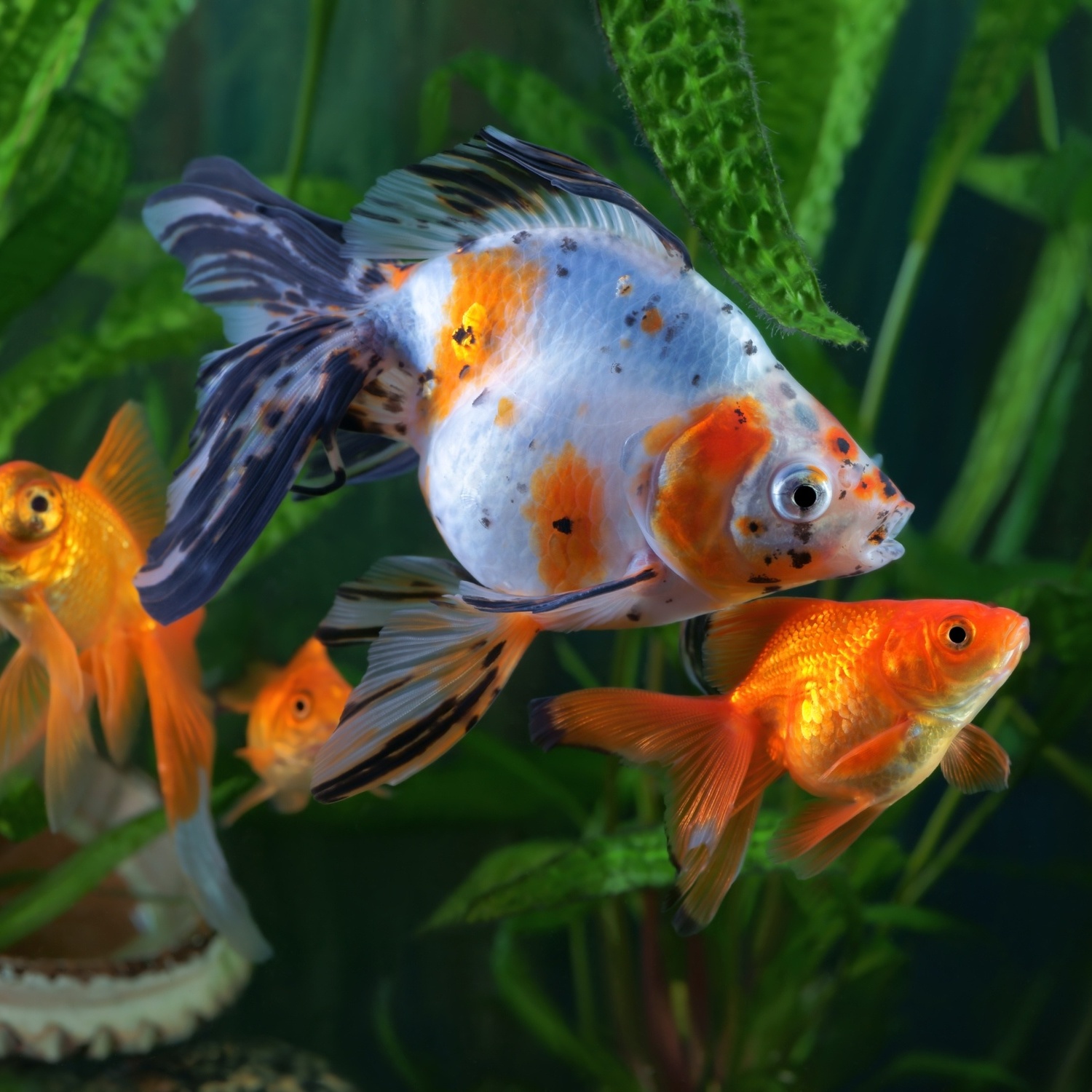 Como Escolher Peixes para Aquários Pequenos (Nano Aquários)