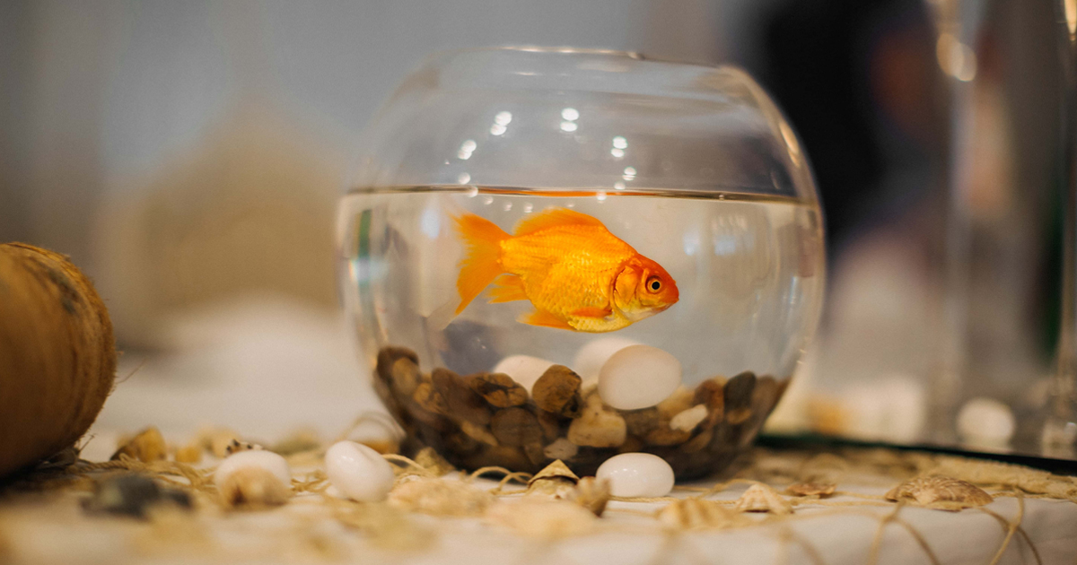peixes para aquario