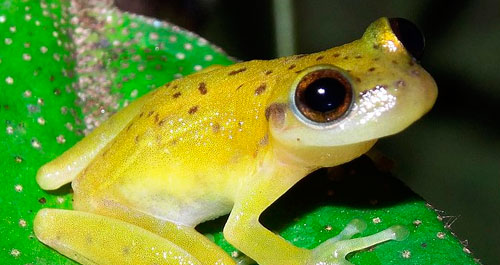 O Ciclo de Vida da Perereca: Da Reprodução em Folhas aos Girinos