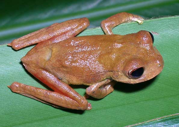 Sapo, Rã ou Perereca? Guia Completo para Distinguir Esses Anfíbios