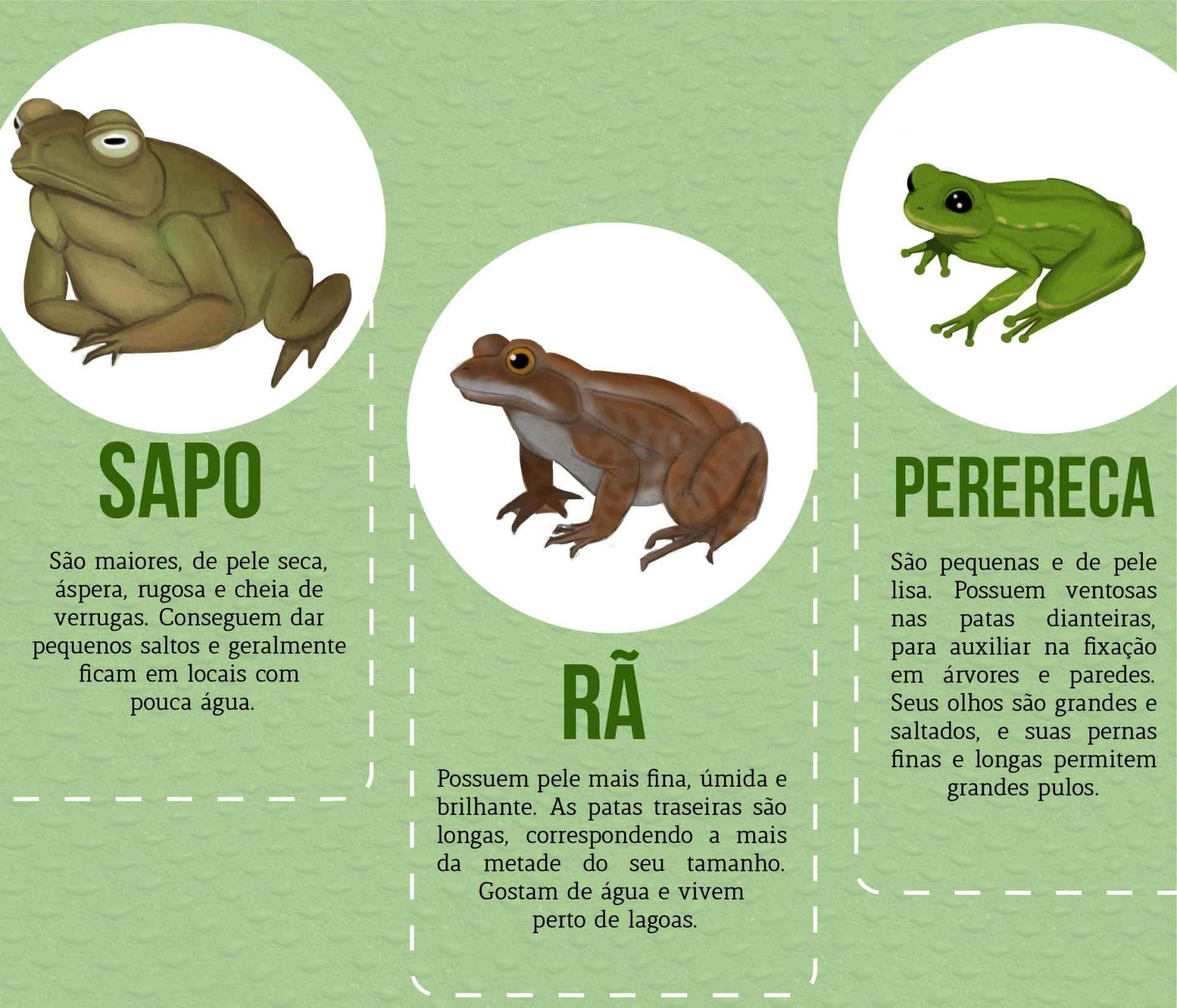 Pererecas no Banheiro: Entenda Por Que Elas Aparecem e Como Agir