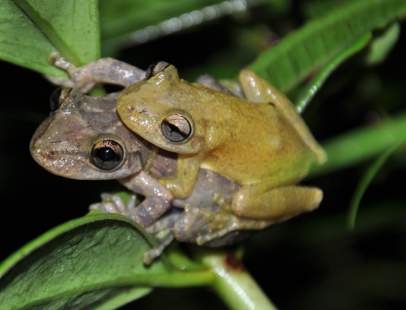Sapo, Rã ou Perereca? Guia Completo para Distinguir Esses Anfíbios