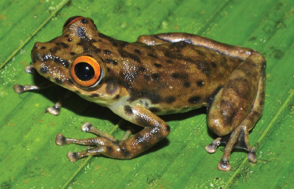 As Incríveis Pererecas: Conheça Espécies Exóticas como a de Vidro e a Leitoza