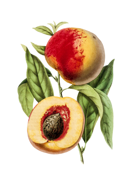 Como criar um personagem de fruta fofo (Kawaii)