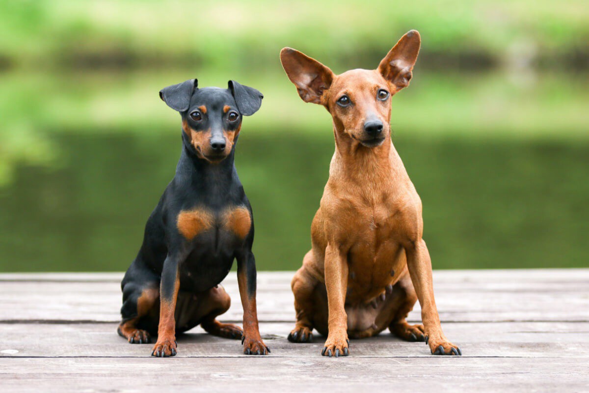 pinscher