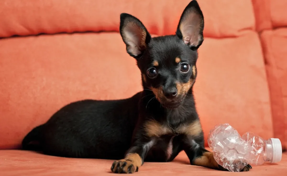 Guia Completo: Tudo Sobre o Pinscher Miniatura