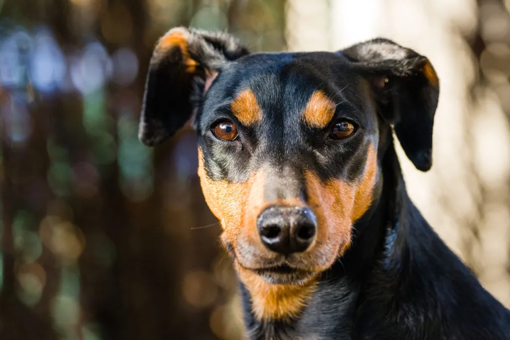 Alimentação e Exercícios Ideais para Manter seu Pinscher Saudável e Feliz