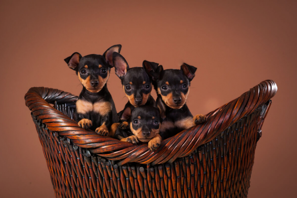 Saúde do Pinscher: Problemas Comuns e Cuidados Essenciais