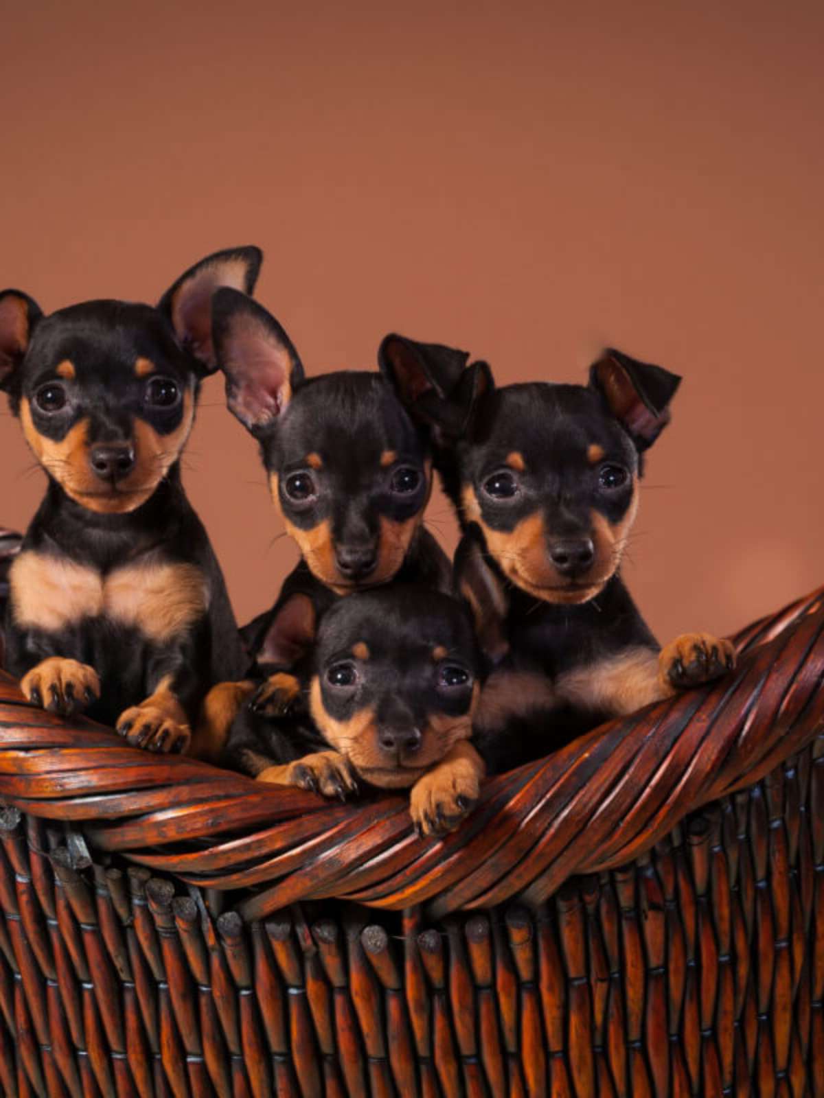 Guia Completo: Tudo Sobre o Pinscher Miniatura