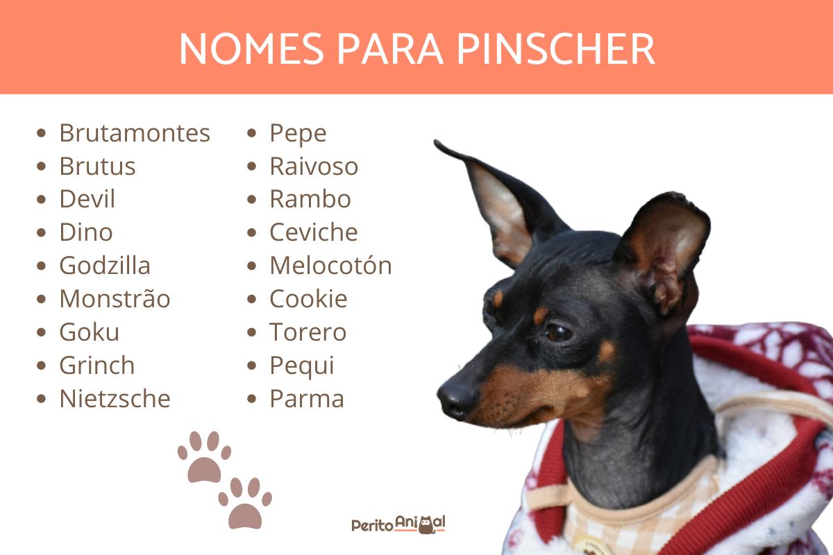 Como Treinar e Socializar seu Pinscher para um Comportamento Equilibrado