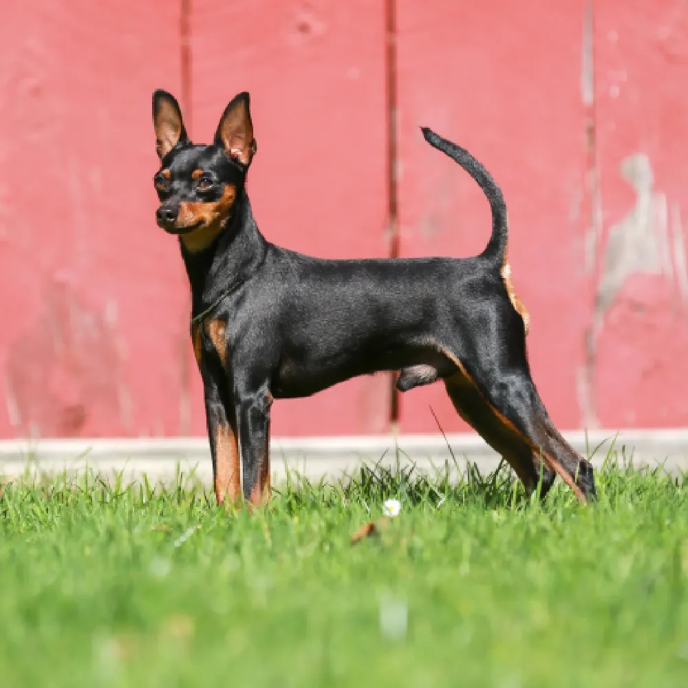 Saúde do Pinscher: Problemas Comuns e Cuidados Essenciais