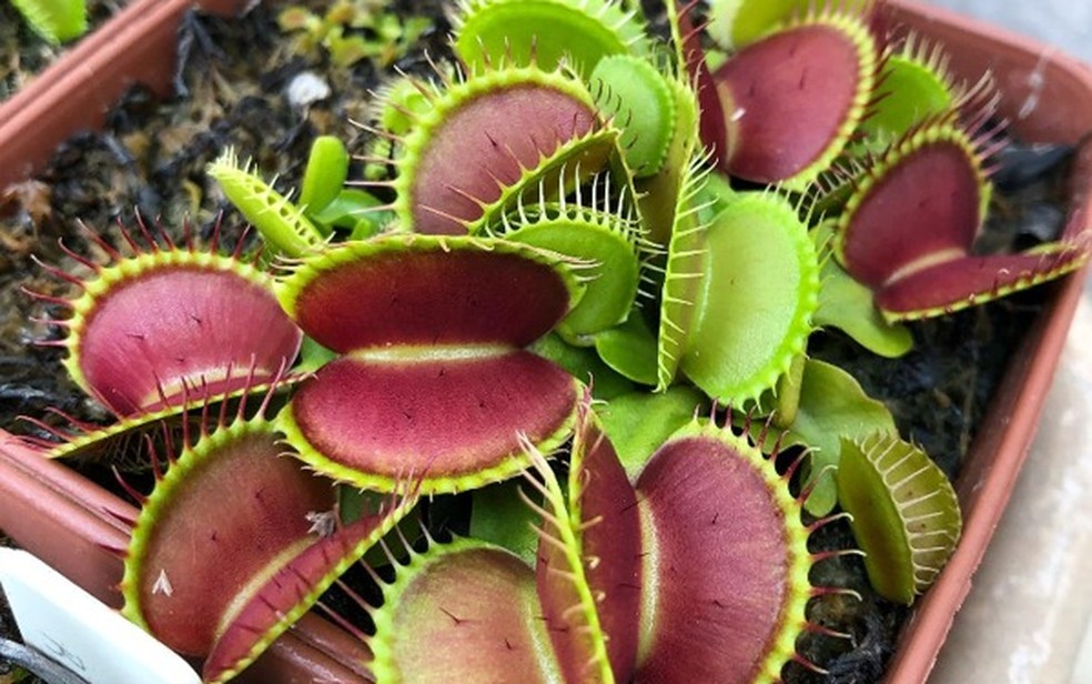 Dionéia, Drosera e Nepenthes: Conheça os Tipos de Plantas Carnívoras Mais Populares