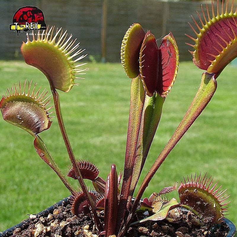 Substrato Ideal e Rega Correta: O Segredo para Manter Suas Plantas Carnívoras Saudáveis