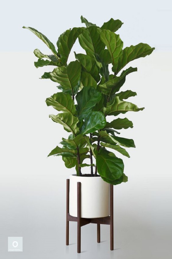 plantas de folhagem para interior